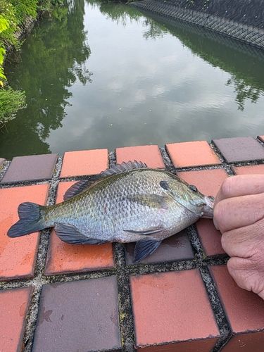 ブルーギルの釣果
