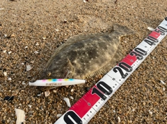 ヒラメの釣果