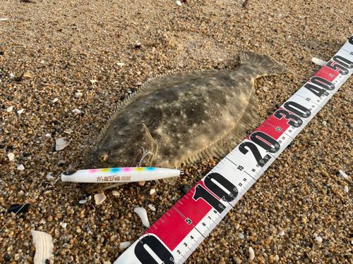 ヒラメの釣果