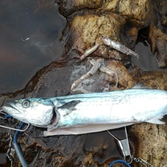 サゴシの釣果