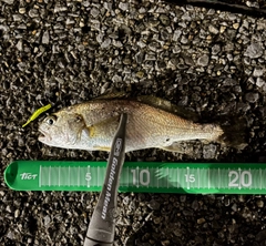 イシモチの釣果