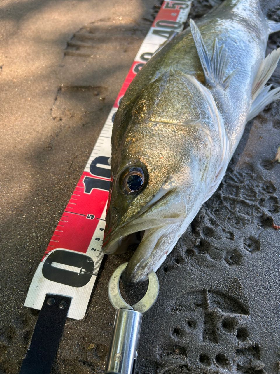 シーバスの釣果写真