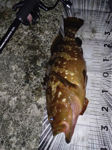 キジハタの釣果