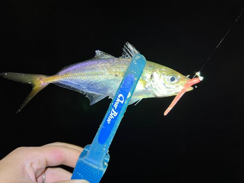 マアジの釣果