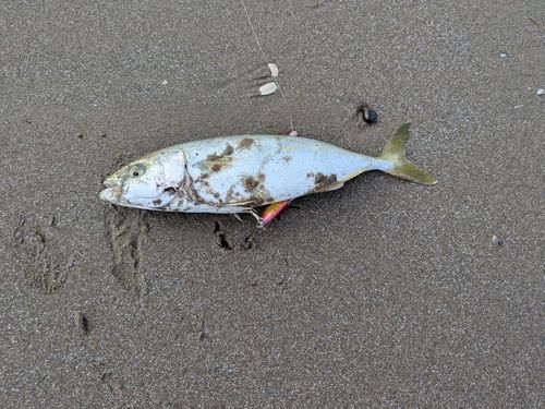 ワカシの釣果