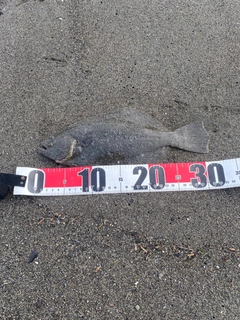 ソゲの釣果