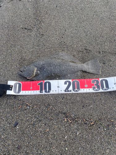 ソゲの釣果