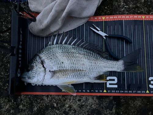 キビレの釣果