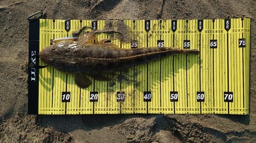 マゴチの釣果