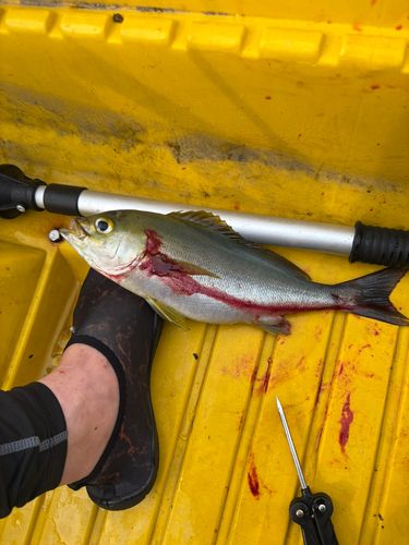 イサキの釣果