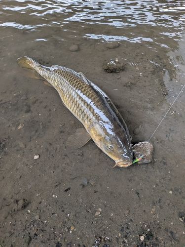 コイの釣果