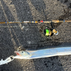 タチウオの釣果