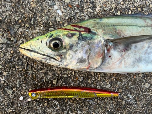 サゴシの釣果