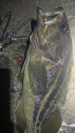 シマゾイの釣果