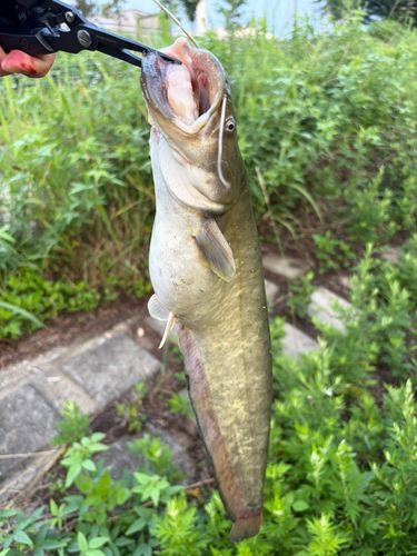 ナマズの釣果