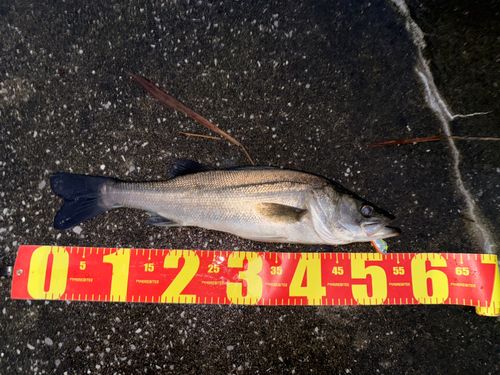 鶴見川下流で釣れたスズキの釣り・釣果情報 - アングラーズ | 釣果600