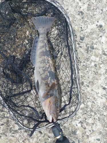 アブラコの釣果