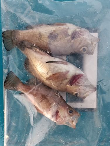 メバルの釣果
