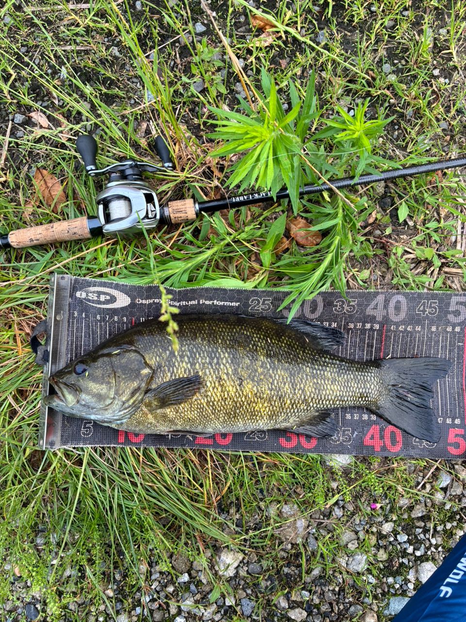DAIWA 19ブラックレーベル SG 6101M+FBの最安値・インプレ・釣果