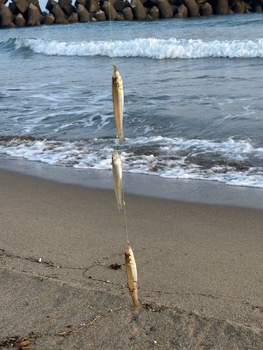 キスの釣果