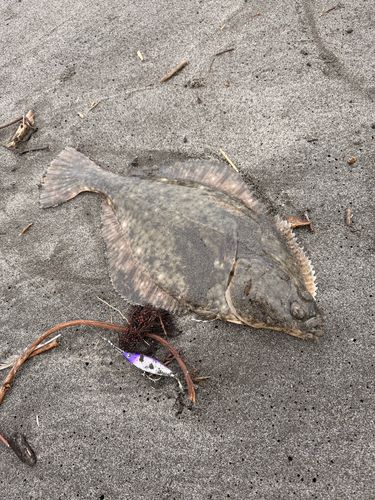 イシガレイの釣果