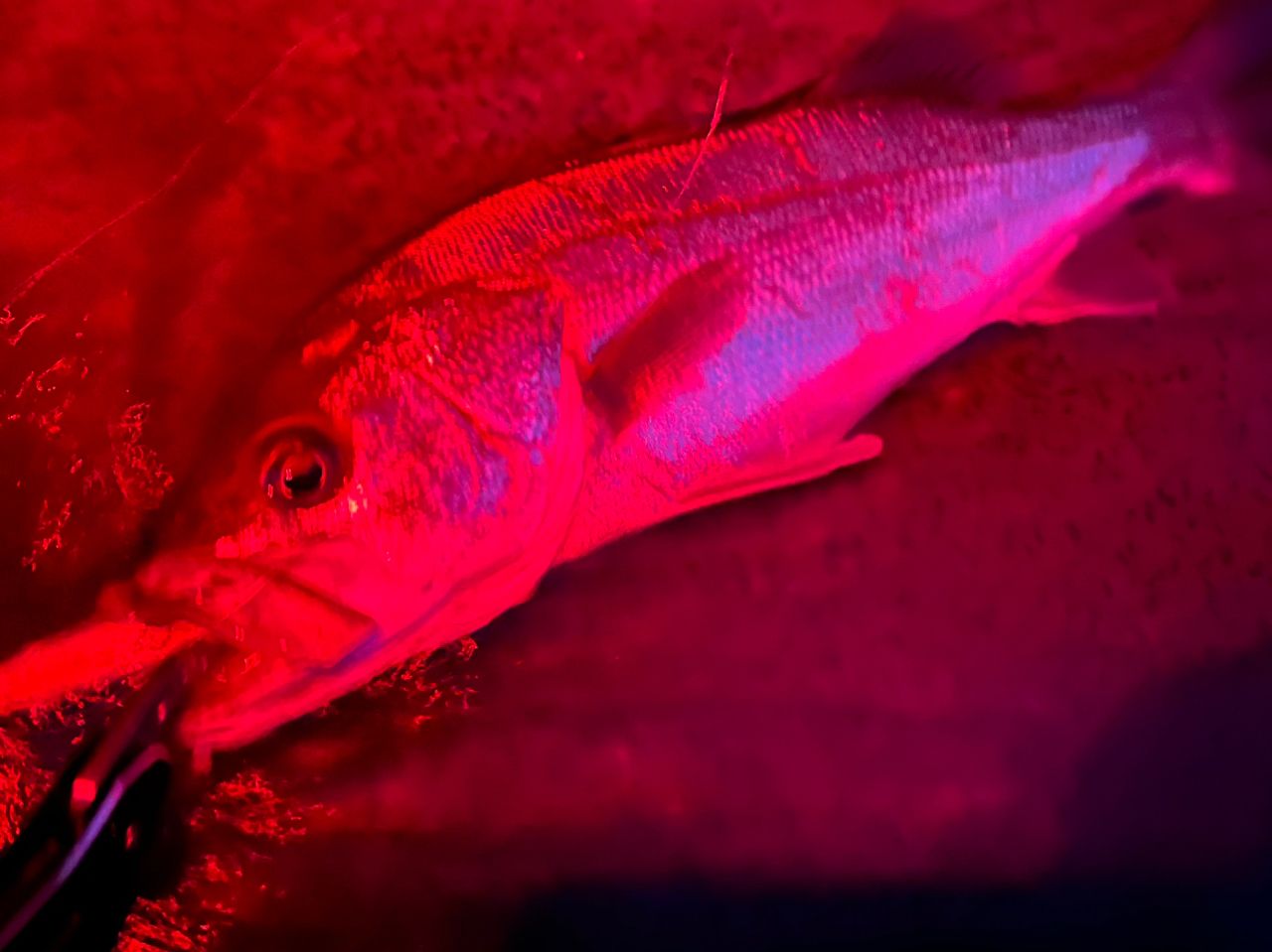 シーバスの釣果写真