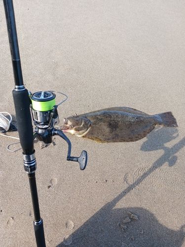 ヒラメの釣果