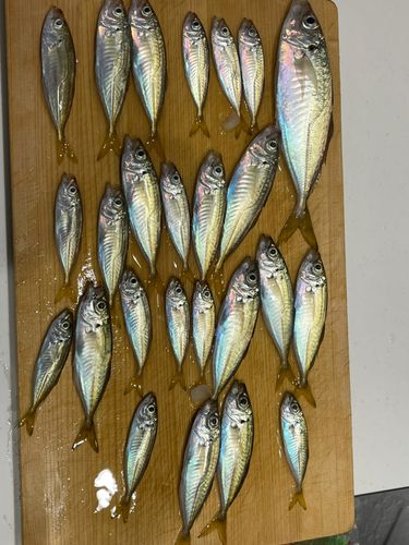 アジの釣果