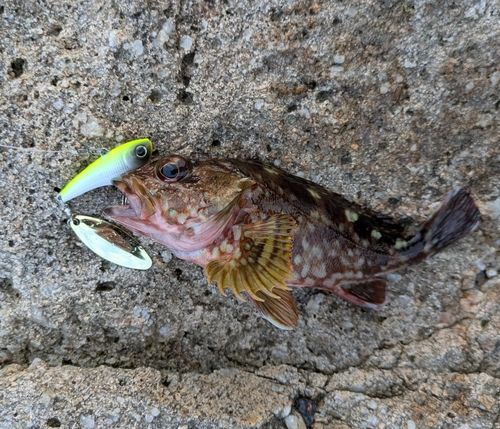 カサゴの釣果