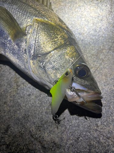 シーバスの釣果