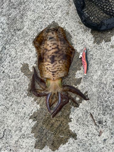 アオリイカの釣果