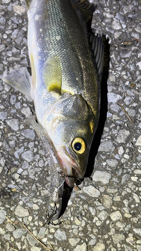 セイゴ（マルスズキ）の釣果