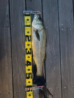 フッコ（マルスズキ）の釣果