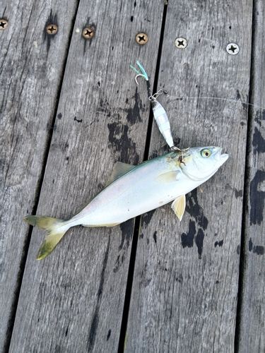 ワカシの釣果