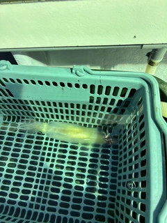 シロイカの釣果