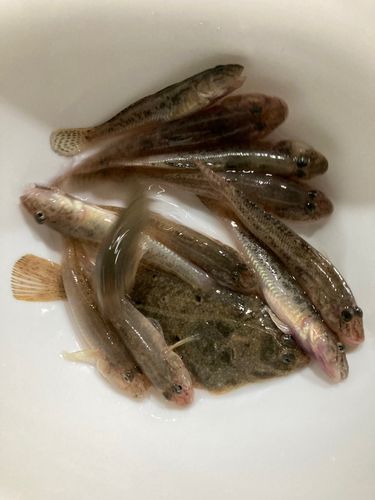 マハゼの釣果