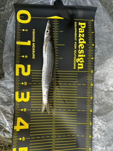 カマスの釣果