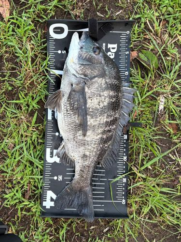 チヌの釣果