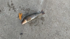 アイナメの釣果