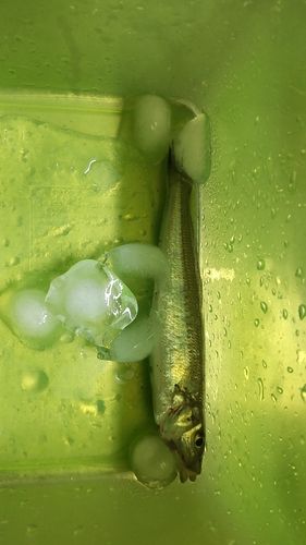 キスの釣果