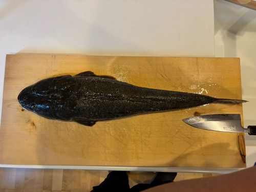 マゴチの釣果