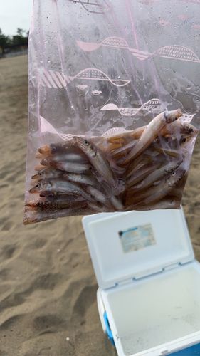 キスの釣果