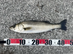 フッコ（マルスズキ）の釣果