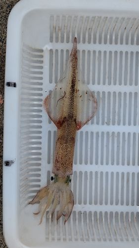 ヤリイカの釣果