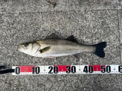 フッコ（マルスズキ）の釣果