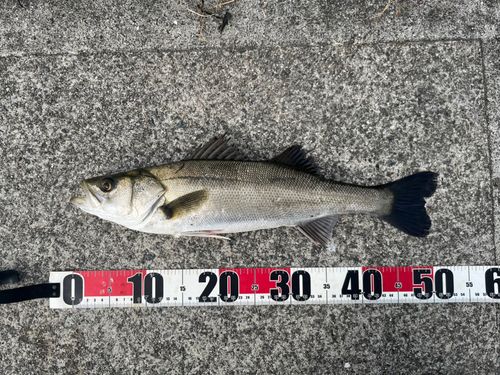 フッコ（マルスズキ）の釣果