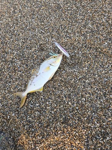 ワカシの釣果