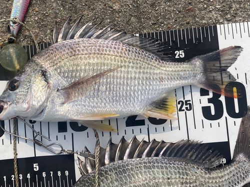キチヌの釣果