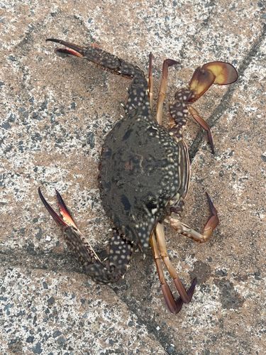 ワタリガニの釣果
