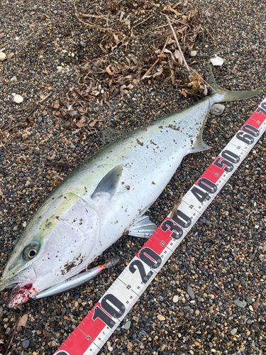 イナダの釣果